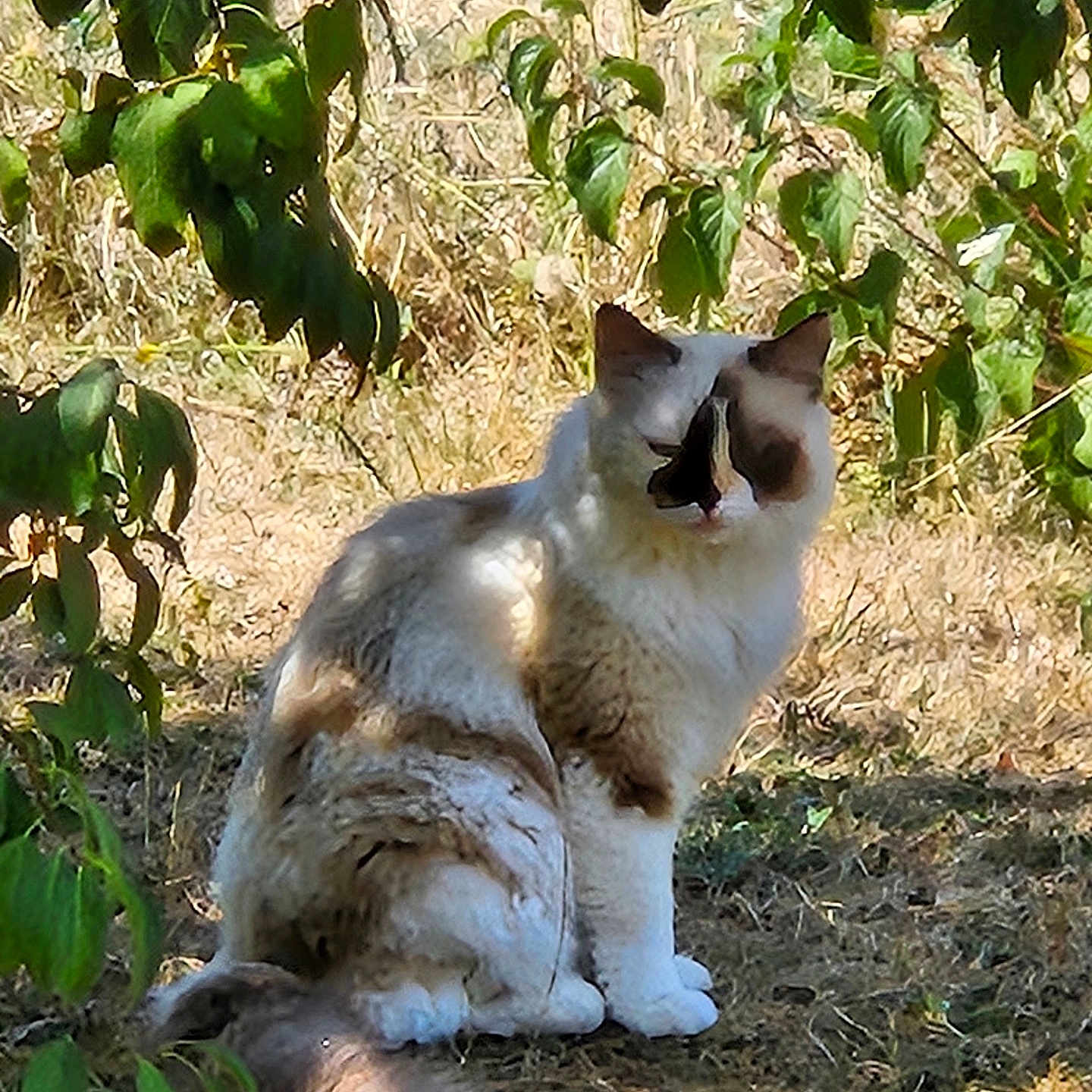 Tina
