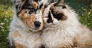 Artus participe au concours pour gagner de l'argent avec cette photo : animal_pair, cat, clouds, companions, cuddling, cute, dog, field, flowers, fluffy, friendship, grass, mountains, nature, outdoor, peaceful, pets, sky, summer, trees