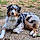Artus