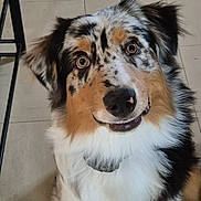 Artus participe au concours pour gagner de l'argent avec cette photo : animal, australian_shepherd, black_fur, brown_fur, chair, dog, ears, eyes, fluffy, fur, indoor, looking_up, mouth, nose, pet, portrait, smile, speckled_fur, tile_floor, white_fur