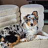 Artus a rejoint le concours — aidez-le/la à gagner de superbes lots ! animal, australian_shepherd, brown_eyes, cushions, dog, ears, floor, fur, furniture, indoor, living_room, lying_down, merle_coat, paws, pet, relaxed, table, tile_floor, tv_stand, white_cushions