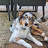 Artus a rejoint le concours — aidez-le/la à gagner de superbes lots ! animal, australian_shepherd, black, brown, chair, companion, curious, dog, fluffy_tail, fur, mat, outdoor, patio, pet, relaxed, resting, stone_floor, tan, white, wicker