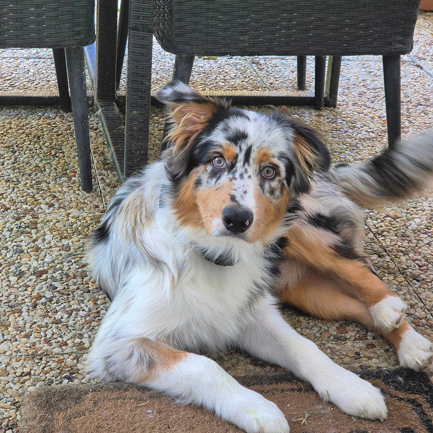 Artus a rejoint le concours — aidez-le/la à gagner de superbes lots ! animal, australian_shepherd, black, brown, chair, companion, curious, dog, fluffy_tail, fur, mat, outdoor, patio, pet, relaxed, resting, stone_floor, tan, white, wicker