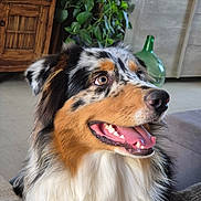 Artus participe au concours pour gagner de l'argent avec cette photo : australian_shepherd, brown_eyes, close_up, dog, fluffy, fur, furniture, happy, houseplant, indoor, long_hair, merle_coat, open_mouth, pet, portrait, sitting, smiling, teeth, tongue, tricolor