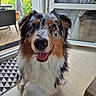 Artus participe au concours pour gagner de l'argent avec cette photo : dog, australian_shepherd, merle_coat, indoor, smiling, happy, pet, animal, canine, floor, glass_door, curtains, rug, garden, greenery, tail, fur, eyes, mouth, companion