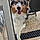 Artus