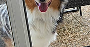 Artus participe au concours pour gagner de l'argent avec cette photo : animal, australian_shepherd, canine, companion, dog, domestic_animal, friendly, front_paw, fur, glass_door, happy, outdoor, patio, pet, playful, smiling, tongue_out, waiting, wicker_chair, window
