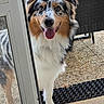 Artus participe au concours pour gagner de l'argent avec cette photo : animal, australian_shepherd, canine, companion, dog, domestic_animal, friendly, front_paw, fur, glass_door, happy, outdoor, patio, pet, playful, smiling, tongue_out, waiting, wicker_chair, window