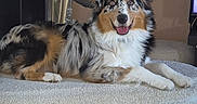 Artus participe au concours pour gagner de l'argent avec cette photo : australian_shepherd, black, brown, cozy, dog, ears, eyes, fan, fur, furniture, happy, indoor, laying, ottoman, pet, plant, smiling, tan, tongue, white
