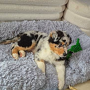 Artus a rejoint le concours — aidez-le/la à gagner de superbes lots ! puppy, dog, bed, toy, indoor, fluffy, tricolor, curious, pet, canine, cute, resting, soft, furniture, floor, animal, young, playful, cozy, domestic