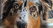 Artus a rejoint le concours — aidez-le/la à gagner de superbes lots ! animal, australian_shepherd, canine, close_up, dog, domestic, ears, expression, eyes, face, fluffy, fur, indoor, looking, nose, pet, portrait, tricolor, whiskers, window