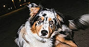 Artus a rejoint le concours — aidez-le/la à gagner de superbes lots ! alert, animal, black_background, calm, canine, companion, dog, ears, eyes, fur, lying_down, mammal, merle_coat, night, outdoor, pavement, pet, quiet, streetlights, watchful