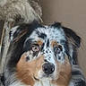 Artus a rejoint le concours — aidez-le/la à gagner de superbes lots ! black_fur, blanket, brown_fur, close_up, cozy, dog, eyes, face, floppy_ears, fluffy, indoors, long_hair, looking_at_camera, muzzle, nose, pet, portrait, puppy, tricolor, white_fur