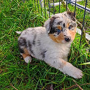 Artus a rejoint le concours — aidez-le/la à gagner de superbes lots ! adorable, animal, blue_eyes, canine, cute, dog, fence, friendly, fur, grass, nature, outdoor, pet, playful, puppy, resting, small, summer, tricolor, young