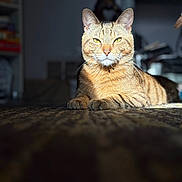 Beans joined the competition — help win amazing prizes! animal, carpet, cat, closeup, cozy, domestic_cat, feline, home, indoor, mammal, paw, pet, portrait, relaxed, resting, striped, sunlight, tabby, whiskers, yellow_eyes