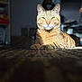 animal, carpet, cat, closeup, cozy, domestic_cat, feline, home, indoor, mammal, paw, pet, portrait, relaxed, resting, striped, sunlight, tabby, whiskers, yellow_eyes