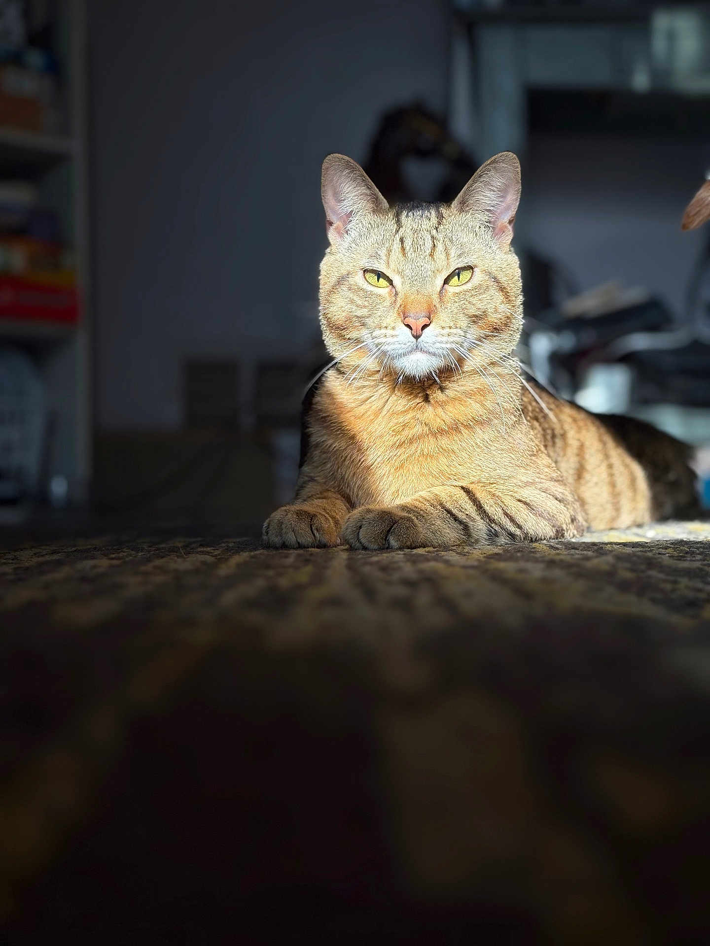 Beans joined the competition — help win amazing prizes! animal, carpet, cat, closeup, cozy, domestic_cat, feline, home, indoor, mammal, paw, pet, portrait, relaxed, resting, striped, sunlight, tabby, whiskers, yellow_eyes