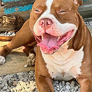 Jinx is registered to the contest to win money with this photo: dog, brown, white, panting, tongue, outdoor, rocks, rug, boots, pet, canine, smiling, closeup, sunlight, relaxed, fur, animal, happy, muzzle, ears