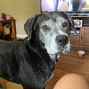 Sam is registered to the contest to win money with this photo: dog, senior_dog, black_dog, living_room, wood_floor, furniture, television, pet_bowl, cabinet, home_interior, domestic_animal, canine, muzzle, ears, floor, pet, brown_eyes, curious, standing, indoors