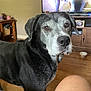 dog, senior_dog, black_dog, living_room, wood_floor, furniture, television, pet_bowl, cabinet, home_interior, domestic_animal, canine, muzzle, ears, floor, pet, brown_eyes, curious, standing, indoors