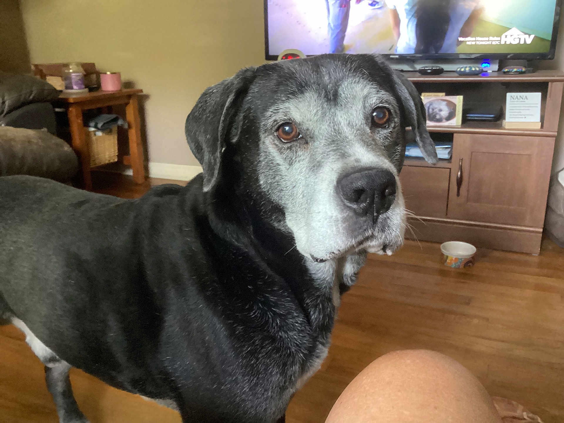 Sam is registered to the contest to win money with this photo: dog, senior_dog, black_dog, living_room, wood_floor, furniture, television, pet_bowl, cabinet, home_interior, domestic_animal, canine, muzzle, ears, floor, pet, brown_eyes, curious, standing, indoors