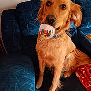 Betsy is registered to the contest to win money with this photo: animal, blanket, blue_couch, brown_fur, candy, canine, collar, colorful, container, couch, cozy, dog, domestic_animal, friendly, fur, golden_retriever, indoors, looking_up, pet, sitting