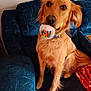animal, blanket, blue_couch, brown_fur, candy, canine, collar, colorful, container, couch, cozy, dog, domestic_animal, friendly, fur, golden_retriever, indoors, looking_up, pet, sitting