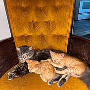 Chewy is registered to the contest to win money with this photo: animal, cat, chair, cozy, cute, domestic_cat, feline, furniture, gray_cat, indoor, kitten, mammal, orange_tabby, paw, pet, relaxing, resting, sleeping, snuggling, vintage_chair