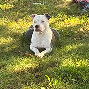 Luna is registered to the contest to win money with this photo: dog, grass, outdoor, sunlight, nature, animal, pet, canine, resting, calm, greenery, leaf, field, mammal, quiet, summer, relaxing, fur, daylight, peaceful