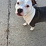Luna is registered to the contest to win money with this photo: dog, pitbull, black_and_white, sidewalk, leash, outdoor, pet, canine, walking, close_up, looking_up, ears, nose, fur, pavement, animal, companion, friendly, alert, daylight