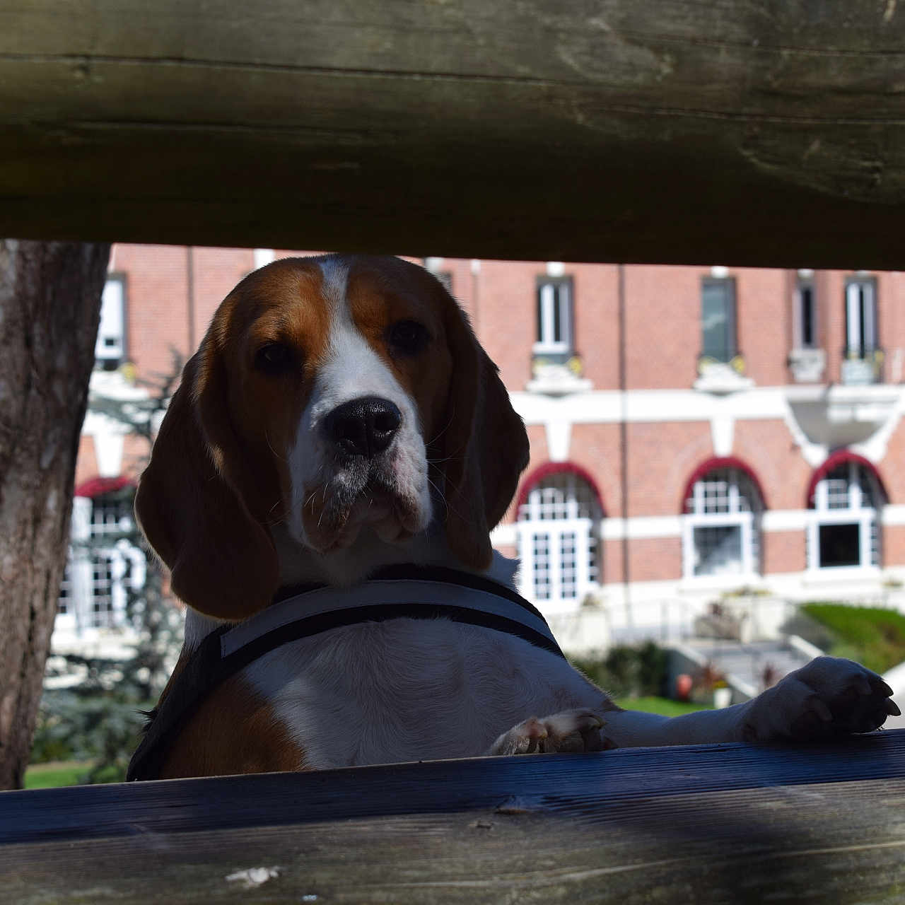 Ursula participe au concours pour gagner de l'argent avec cette photo : animal, appenzeller, beagle, bulldog, canine, dog, fence, hound, labradorretriever, pet, picket, plant, pointer, puppy, slate, snout, tree, treetrunk, wood