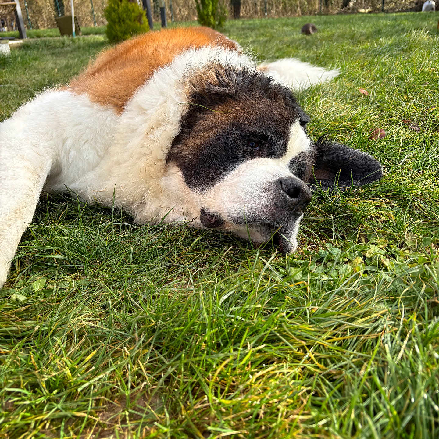 Bella participe au concours pour gagner de l'argent avec cette photo : animal, canine, countryside, dog, farm, field, grass, grassland, hound, husky, lawn, nature, outdoors, pasture, pet, plant, puppy, rural, saintbernard, vegetation