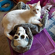 Olaf joined the competition — help win amazing prizes! abyssinian, animal, art, bag, basket, bed, box, canine, cat, dog, furniture, homedecor, kitten, linen, person, pet, porcelain, pottery, siamese, wood