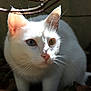 cat, white_cat, heterochromia, blue_eye, amber_eye, whiskers, outdoor, nature, leaves, branches, animal, pet, feline, closeup, portrait, sunlight, shadow, fur, wildlife, cute
