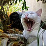 cat, white_cat, yawning, fangs, outdoor, plants, leaves, nature, animal, pet, whiskers, fur, closeup, mouth_open, relaxed, ground, tree, branch, grass, daylight