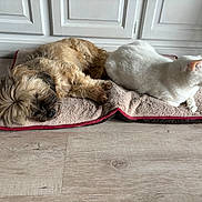 Gustave a rejoint le concours — aidez-le/la à gagner de superbes lots ! dog, cat, pet_bed, wooden_floor, white_cabinet, fluffy_dog, white_cat, sleeping_dog, sitting_cat, indoor, cozy, animal, pet, domestic_animal, resting, fur, companion, relaxation, home, shared_space