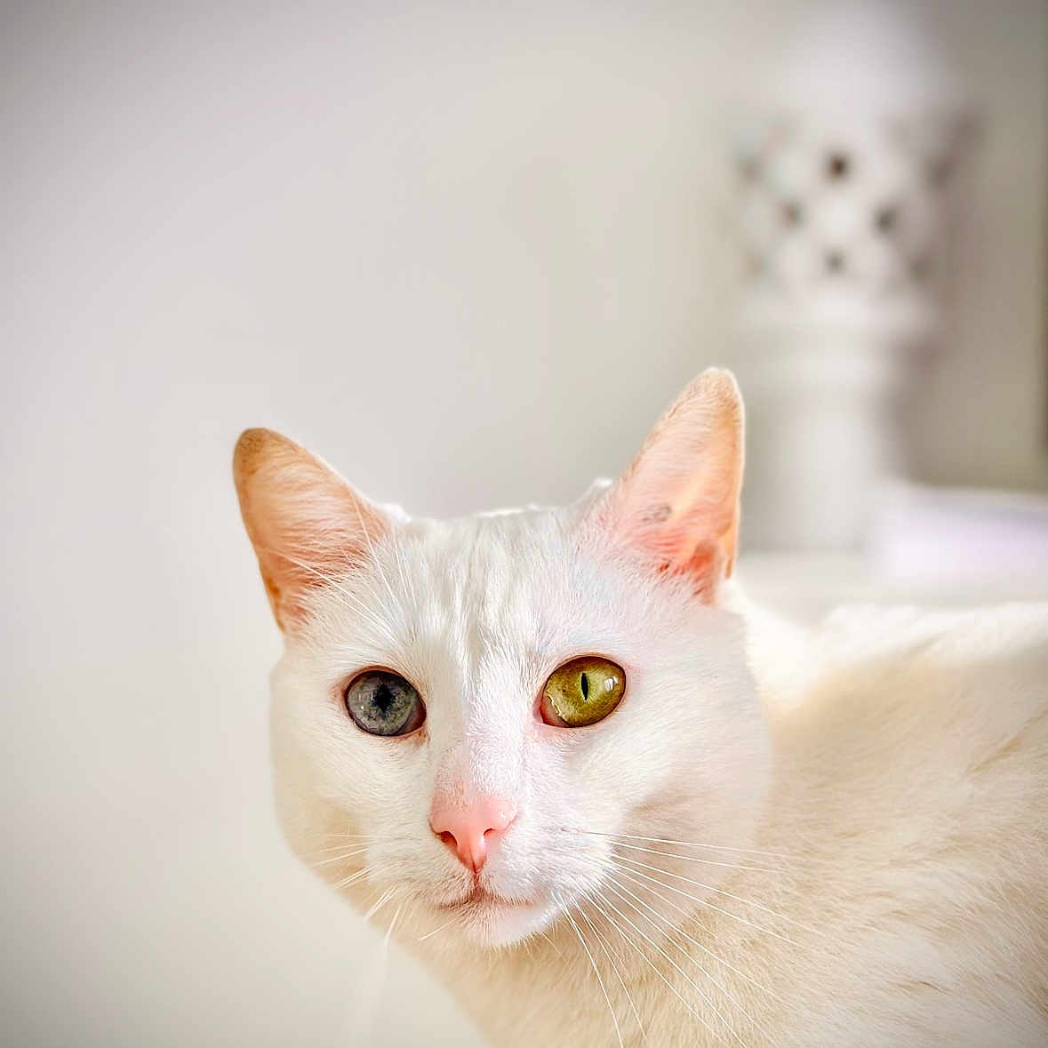 Gustave participe au concours pour gagner de l'argent avec cette photo : animal, blurred_background, cat, close_up, curious, cute, domestic_cat, ears, eyes, face, feline, fur, heterochromia, indoor, pet, pink_nose, portrait, soft_light, whiskers, white_cat