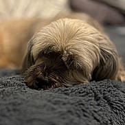 Hywell a rejoint le concours — aidez-le/la à gagner de superbes lots ! dog, sleeping, close_up, fluffy, fur, resting, blanket, cozy, texture, indoors, pet, animal, calm, relaxation, soft, brown, black, cute, mammal, face