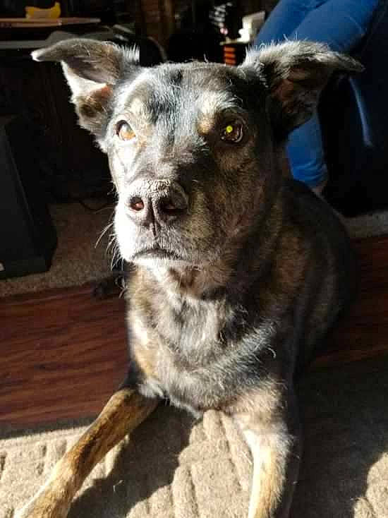 Bear is registered to the contest to win money with this photo: canidae, carnivore, collar, companion_dog, dog, dog_breed, dog_collar, ear, eye, fawn, fur, herding_dog, snout, sporting_group, terrestrial_animal, texas_heeler, whiskers, wood, working_animal, working_dog