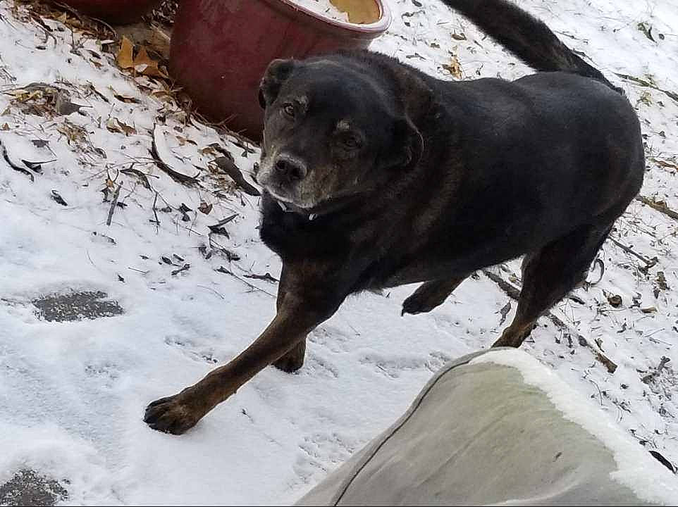 Bear is registered to the contest to win money with this photo: barrel, borador, canidae, carnivore, companion_dog, dog, dog_breed, dog_collar, fawn, fur, guard_dog, gun_dog, retriever, snout, snow, sporting_group, tail, terrestrial_animal, winter, working_animal