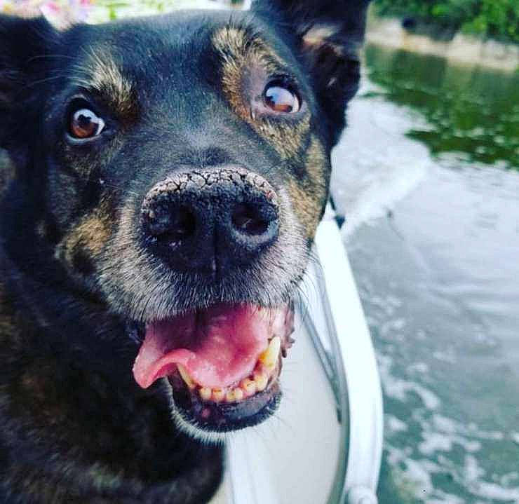 Bear is registered to the contest to win money with this photo: borador, canidae, carnivore, collar, companion_dog, dog, dog_breed, electric_blue, eye, fang, fawn, fur, guard_dog, plant, snout, sporting_group, water, whiskers, working_animal, working_dog