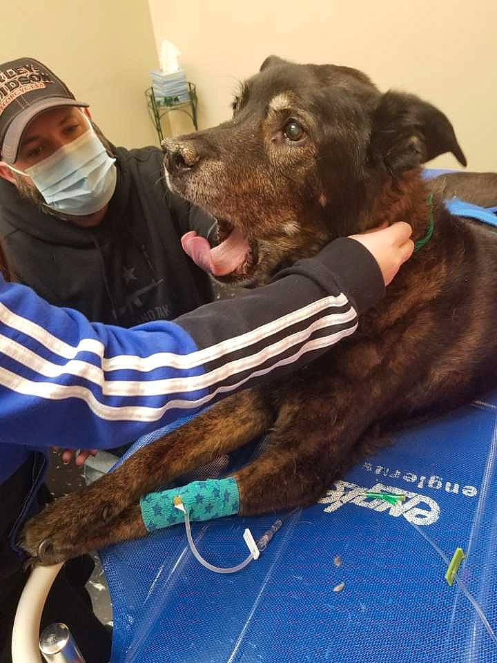 Bear joined the competition — help win amazing prizes! canidae, cap, carnivore, collar, companion_dog, dog, dog_breed, dog_collar, fawn, fur, guard_dog, hat, leash, liver, personal_protective_equipment, retriever, snout, spaniel, sporting_group, working_animal