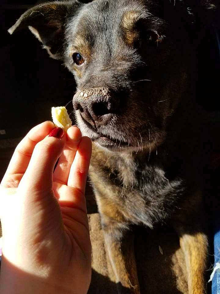 Bear joined the competition — help win amazing prizes! canidae, carnivore, companion_dog, dog, dog_breed, ear, fur, gesture, guard_dog, hunting_dog, nail, paw, puppy, snout, sporting_group, thumb, whiskers, working_animal, working_dog