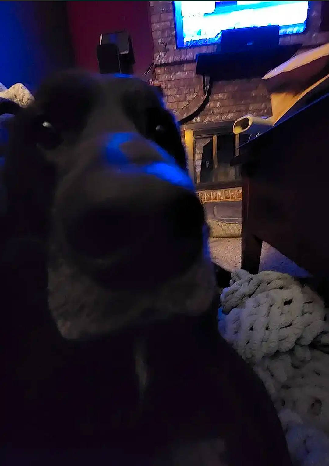 Charlie is registered to the contest to win money with this photo: carnivore, companion_dog, computer, computer_keyboard, computer_monitor, desk, desktop_computer, display_device, dog, dog_breed, electric_blue, gadget, input_device, peripheral, personal_computer, personal_protective_equipment, snout, television, television_set, whiskers