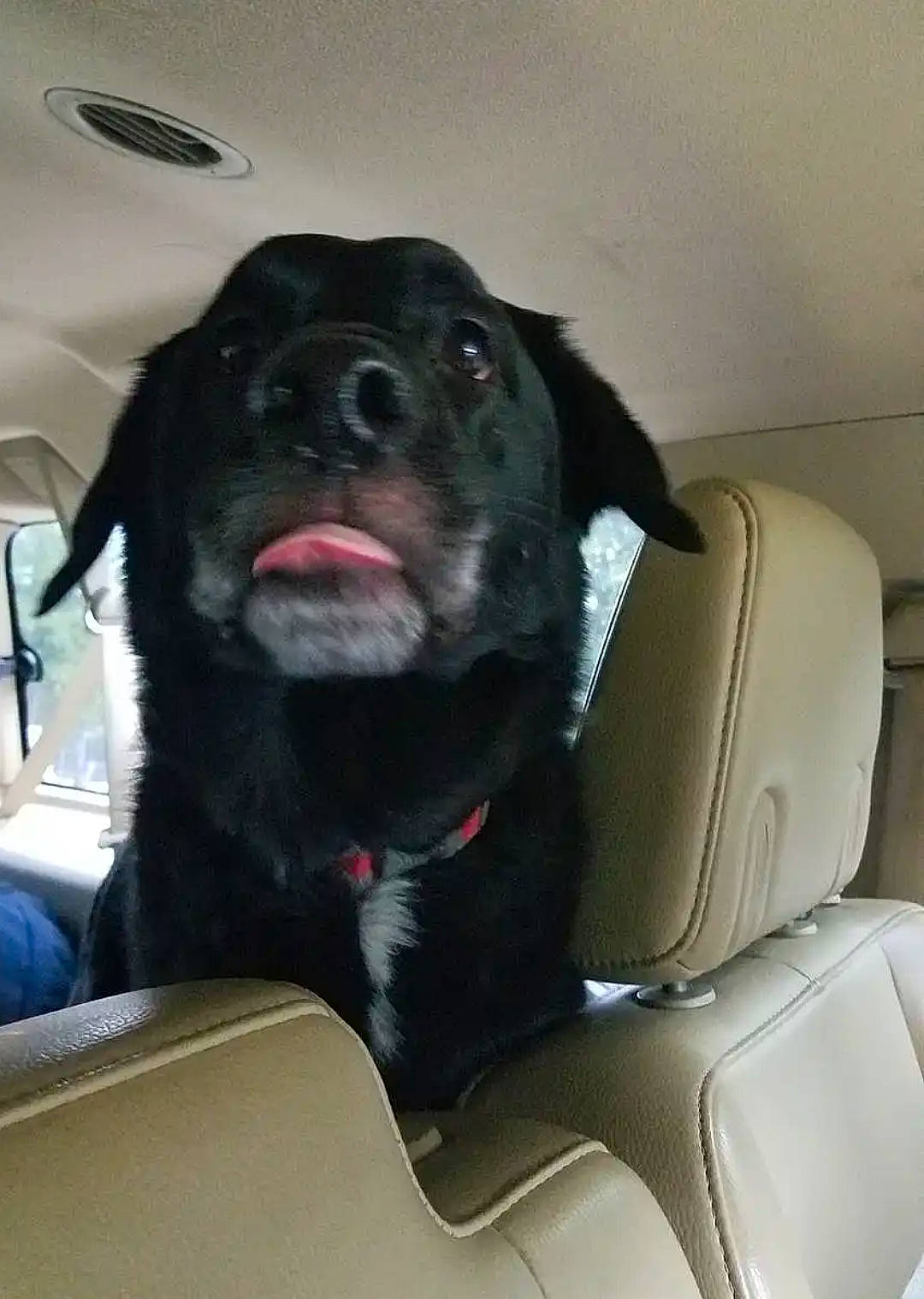 Charlie is registered to the contest to win money with this photo: borador, canidae, carnivore, collar, comfort, companion_dog, dog, dog_breed, fawn, fur, guard_dog, non_sporting_group, snout, sporting_group, terrestrial_animal, waste_container, whiskers, working_animal, working_dog