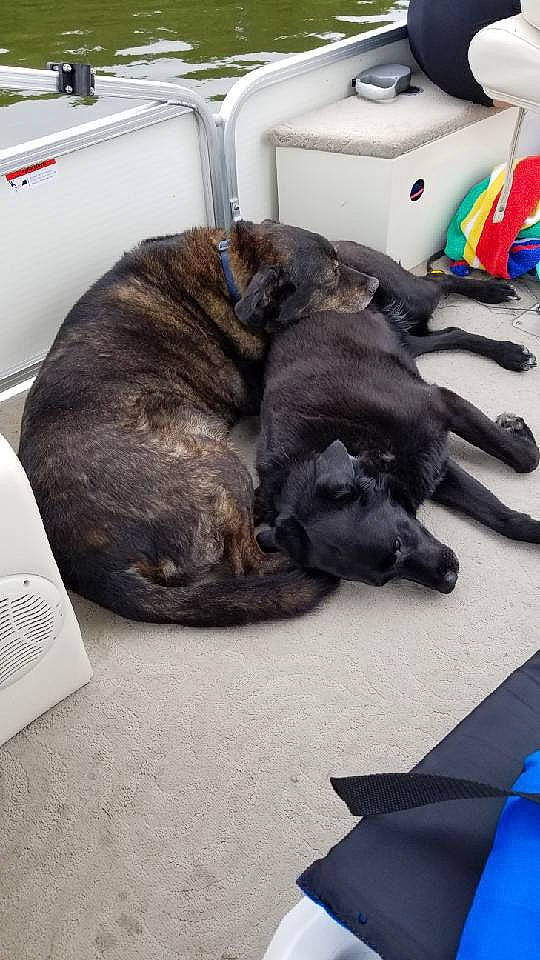 Charlie joined the competition — help win amazing prizes! canidae, carnivore, comfort, companion_dog, dog, dog_breed, fawn, flooring, fur, guard_dog, leash, linens, nap, non_sporting_group, paw, sleep, snout, sporting_group, tail, working_animal