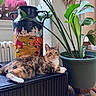 Suna a rejoint le concours — aidez-le/la à gagner de superbes lots ! cat, calico_cat, pet, feline, animal, portrait, indoors, houseplant, potted_plant, radiator, vase, astronaut, colorful, greenery, window, home_decor, lounging, fur, whiskers, safe