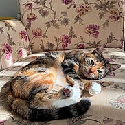 Suna a rejoint le concours — aidez-le/la à gagner de superbes lots ! armchair, calico_cat, cat, curled_up, ears, feline, floral_pattern, fluffy, fur, furniture, green_eyes, indoor, lying_down, paws, pet, portrait, relaxed, sleeping, tail, whiskers