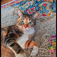 Suna a rejoint le concours — aidez-le/la à gagner de superbes lots ! cat, calico_cat, green_eyes, whiskers, ears, paws, fur, white_chest, orange_fur, black_fur, tricolor, lying_down, indoor, rug, patterned_rug, colorful, tangled_fabric, relaxed, pet, portrait