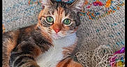 Suna a rejoint le concours — aidez-le/la à gagner de superbes lots ! black_fur, calico_cat, cat, colorful, ears, fur, green_eyes, indoor, lying_down, orange_fur, patterned_rug, paws, pet, portrait, relaxed, rug, tangled_fabric, tricolor, whiskers, white_chest